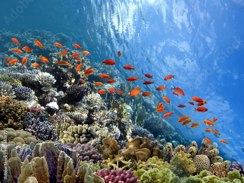 Fototapeta Naklejka Na Ścianę i Meble -  Coral Reef in the Red Sea with Lyretail Anthias