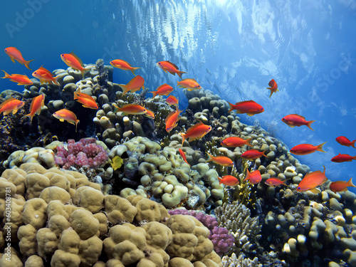 Coral Reef in the Red Sea with Lyretail Anthias
