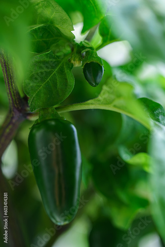 Jalapeño Budding