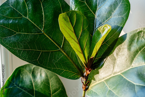 Close up of leaves ficus lyrate or fiddle leaf in the pot at home. Indoor gardening. Hobby. Green house plants. Modern room decor, interior. Lifestyle, Still life with plants photo