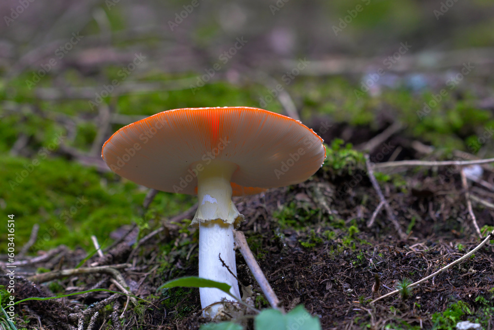 mushroom in the forest