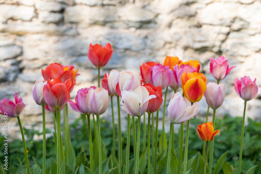 Mix of tulips flowers in garden. Whitewashed wall in the background