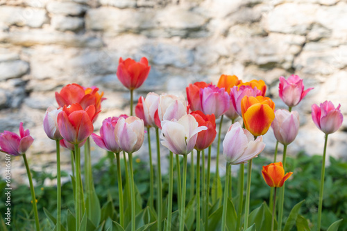 Mix of tulips flowers in garden. Whitewashed wall in the background