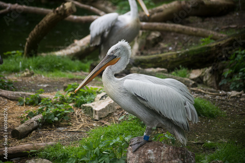 Portrait of captive pelicans in a zoologic park