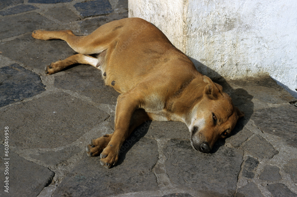 chien; le repos chien; le repos