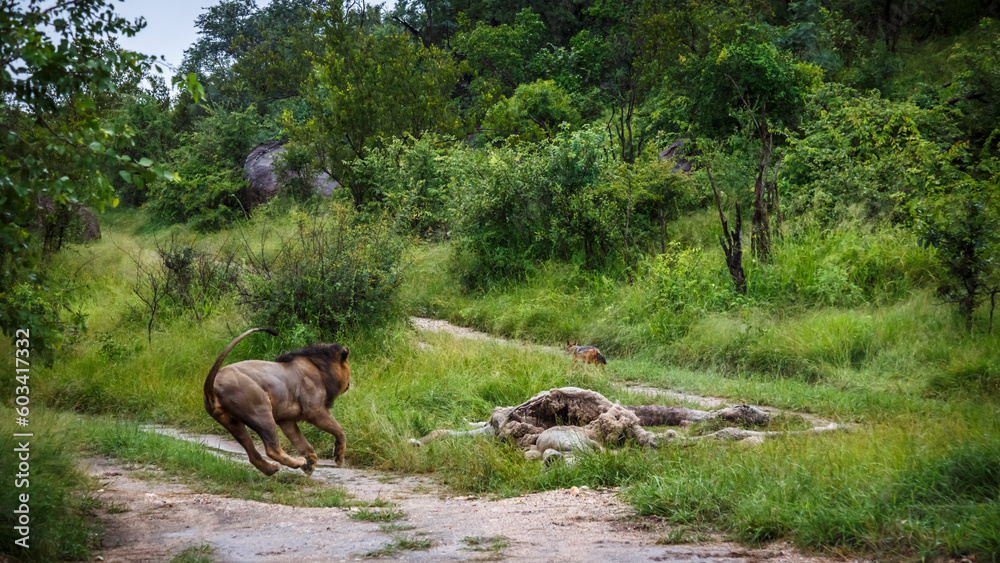 African lion male chasing jackal on prey in Kruger National park, South Africa ; Specie Panthera leo family of Felidae African lion male chasing jackal on prey in Kruger National park, South Africa ; Specie Panthera leo family of Felidae
