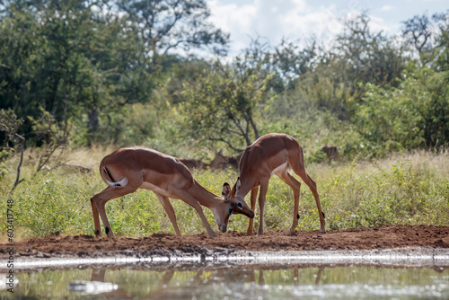 Fototapeta Naklejka Na Ścianę i Meble -  Two young Common Impala male dueling at waterhole in Kruger National park, South Africa ; Specie Aepyceros melampus family of Bovidae