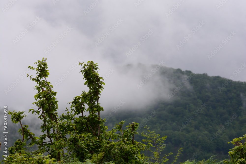 PAESAGGIO MONTANO CON NEBBIA,GIFFONI VALLE PIANA,SUD ITALIA,15 MAGGIO 2023. PAESAGGIO MONTANO CON NEBBIA,GIFFONI VALLE PIANA,SUD ITALIA,15 MAGGIO 2023.
