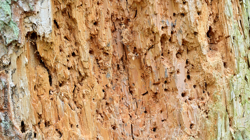 Damaged bark and wood of tree in forest from wood beetle or woodworm. 