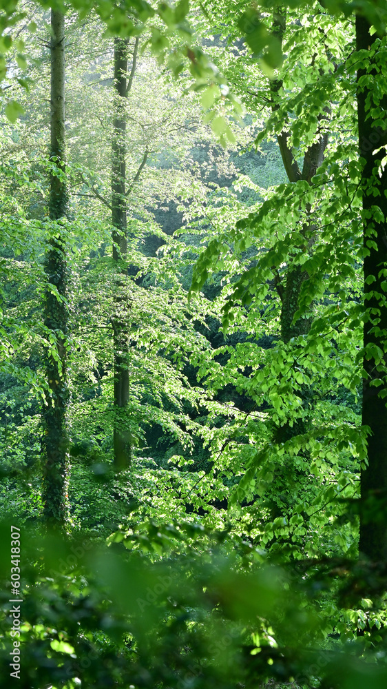 Obraz premium Green forest in the morning sun