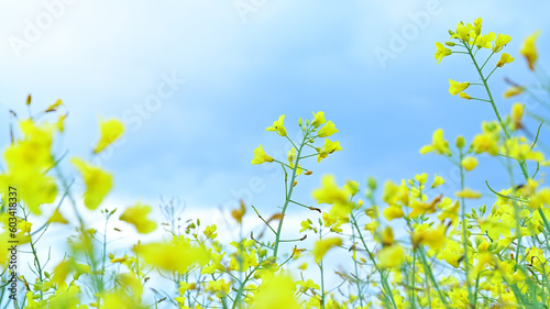 Blooming canola field on blue sky background. © JOE LORENZ DESIGN
