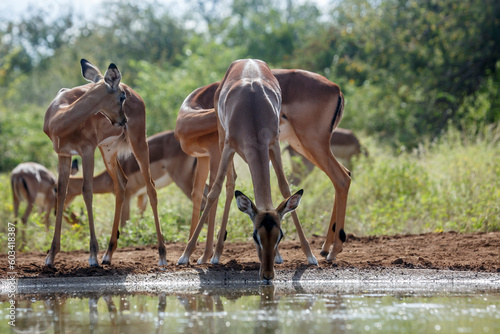 Group of Common Impala drinking backlit at waterhole in Kruger National park  South Africa   Specie Aepyceros melampus family of Bovidae