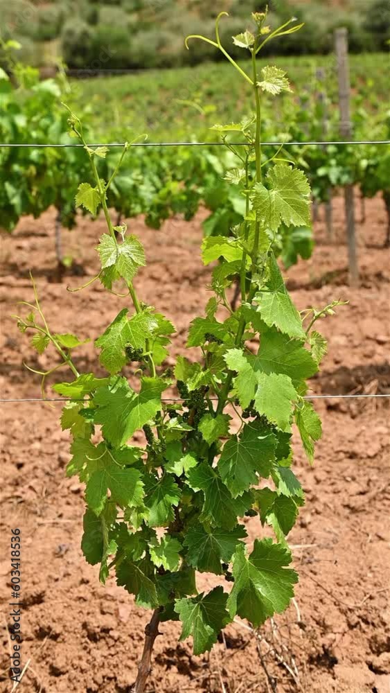 Vine stock with bunches of Cannonau grapes. Leaves of a vine stock blown by the wind in a vineyard in Sardinia. Traditional agriculture. Footage, slow motion. Vine stock with bunches of Cannonau grapes. Leaves of a vine stock blown by the wind in a vineyard in Sardinia. Traditional agriculture. Footage, slow motion.
