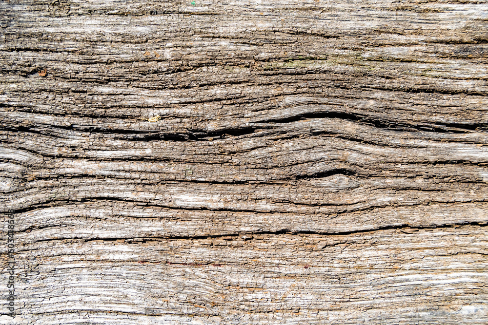 Beautiful wooden fracture old oak, natural texture close up Beautiful wooden fracture old oak, natural texture close up