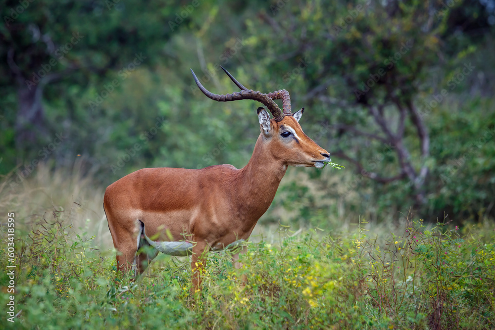 Common Impala horned male grazing in Kruger National park, South Africa ; Specie Aepyceros melampus family of Bovidae Common Impala horned male grazing in Kruger National park, South Africa ; Specie Aepyceros melampus family of Bovidae