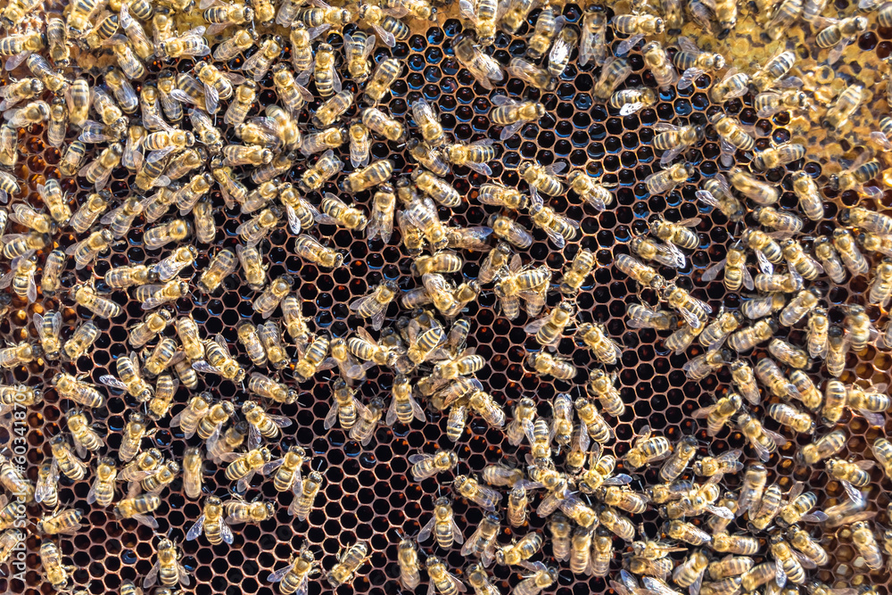 Abstract hexagon structure is honeycomb from bee hive filled Abstract hexagon structure is honeycomb from bee hive filled