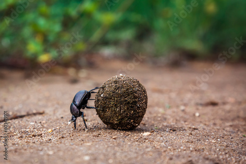 Dung beetle rolling elephant feces ball in Kruger National park, South Africa ; Specie Scarabaeus viettei family of Scarabaeoidea