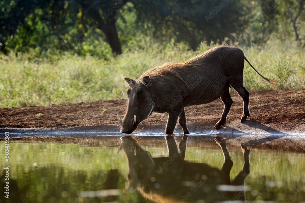 Common warthog drinking in waterhole with reflection in Kruger National park, South Africa ; Specie Phacochoerus africanus family of Suidae Common warthog drinking in waterhole with reflection in Kruger National park, South Africa ; Specie Phacochoerus africanus family of Suidae