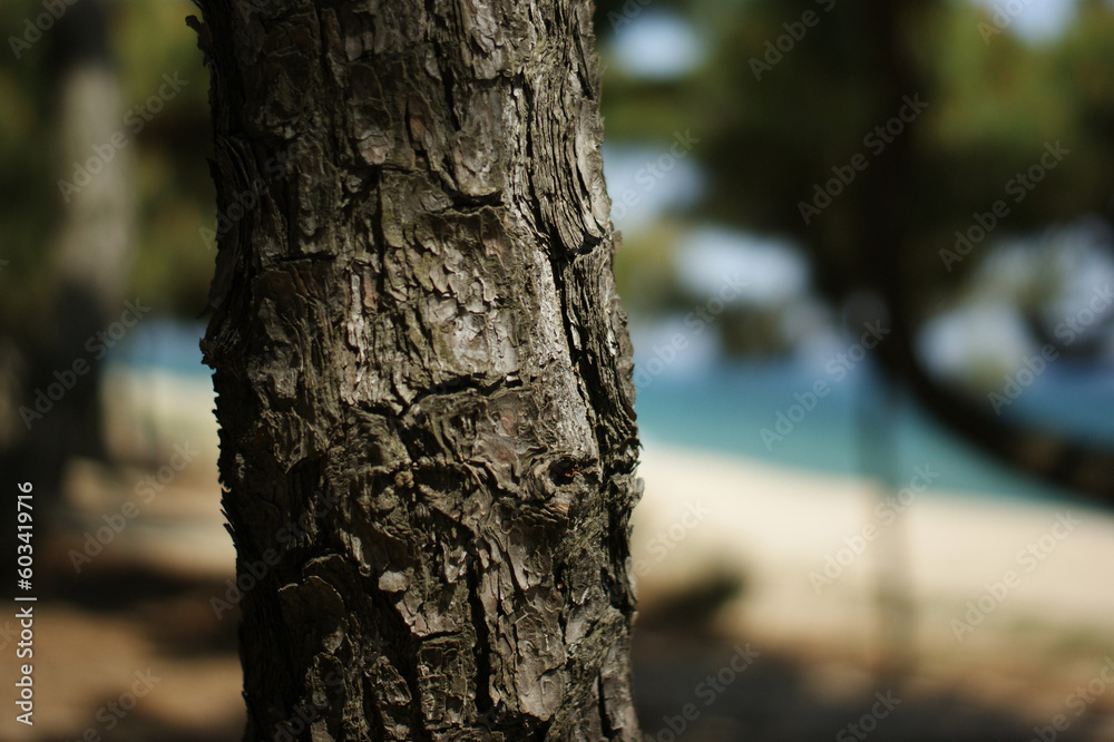 texture of rough surface of pine texture of rough surface of pine