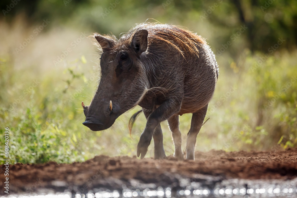 Fototapeta premium Common warthog front view in backlit in Kruger National park, South Africa ; Specie Phacochoerus africanus family of Suidae