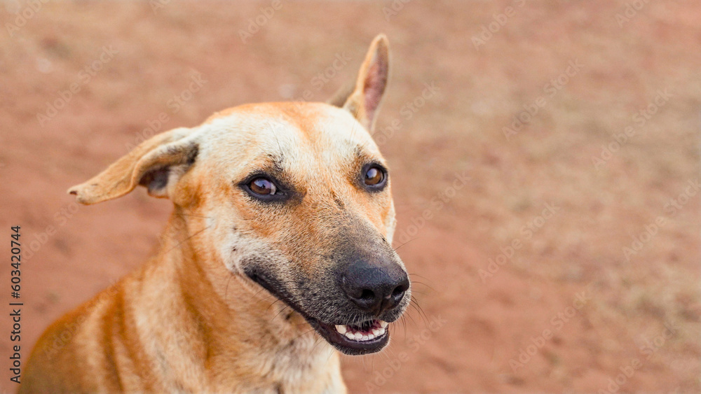 Happy smiling sand colored dog. Kind dog