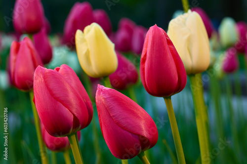 Red and yellow tulips  springtime