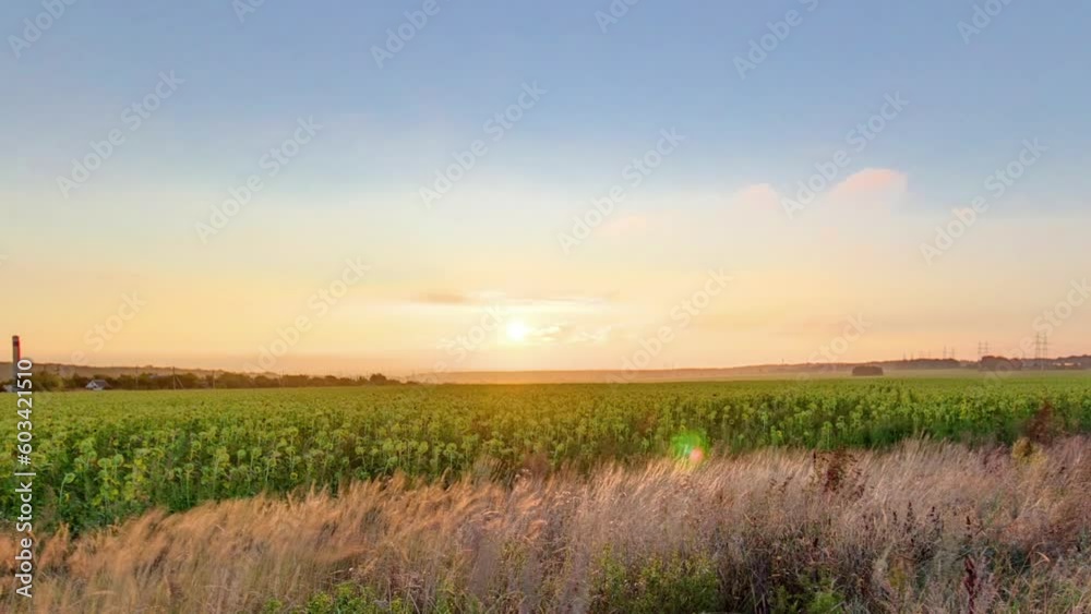 Landscape with field, beautiful sunrise and blue sky with clouds timelapse. Green and yellow grass. Power lines on the side Landscape with field, beautiful sunrise and blue sky with clouds timelapse. Green and yellow grass. Power lines on the side