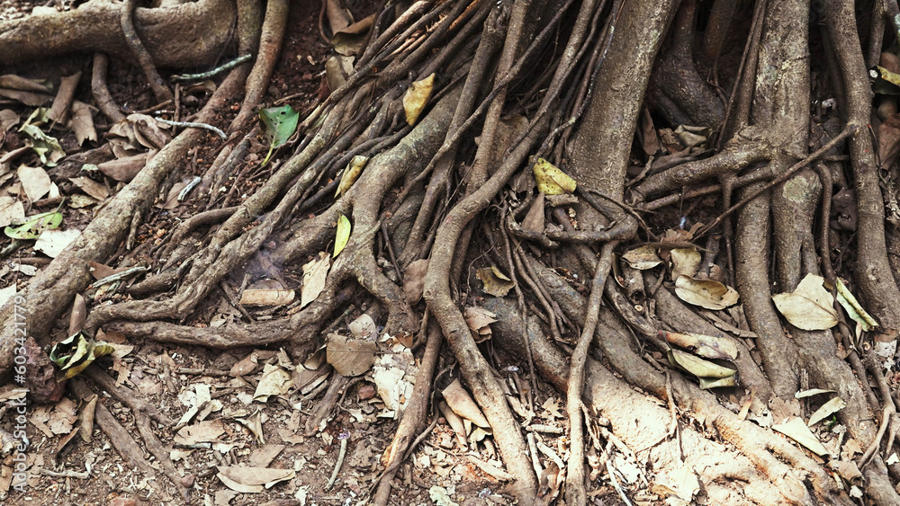 long tree roots of the Ficus bengalensis