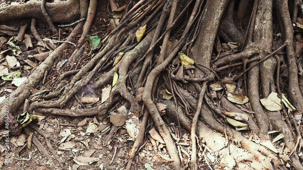 long tree roots of the Ficus bengalensis long tree roots of the Ficus bengalensis