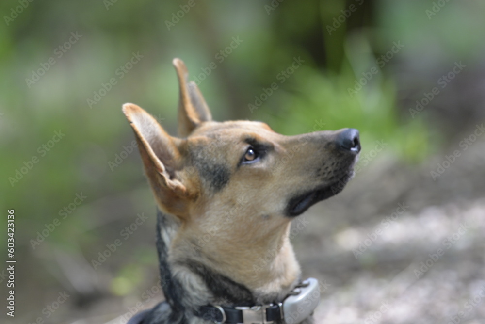 close up of a dog