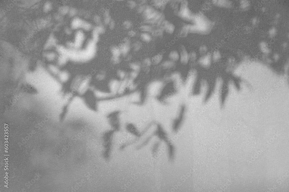 Obraz premium Black and White abstract background texture of shadows leaf on a concrete wall