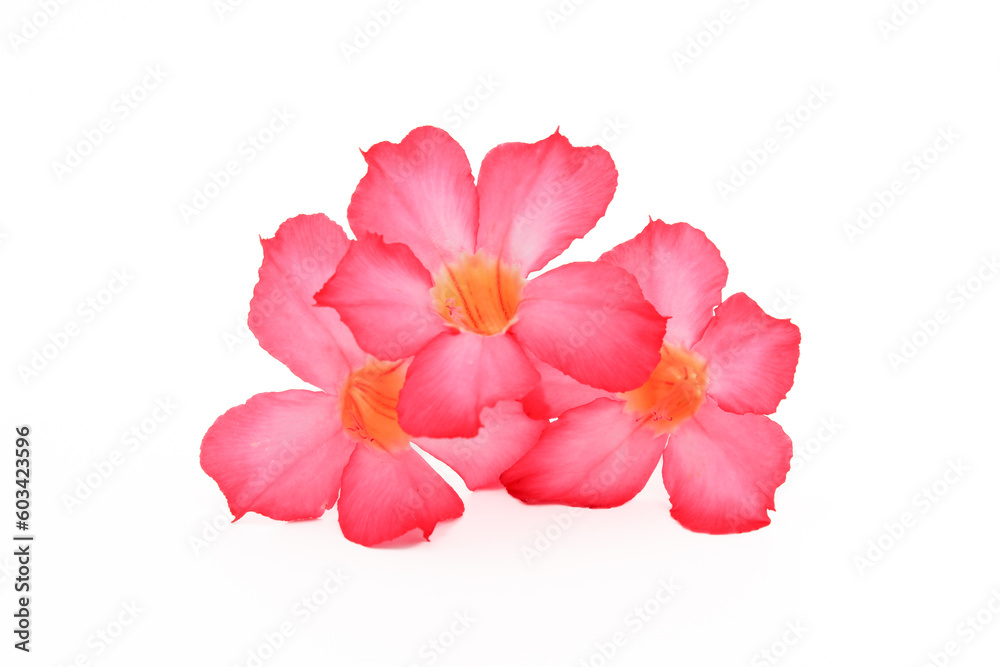 Tropical flower Pink Adenium. Desert rose on isolated white background