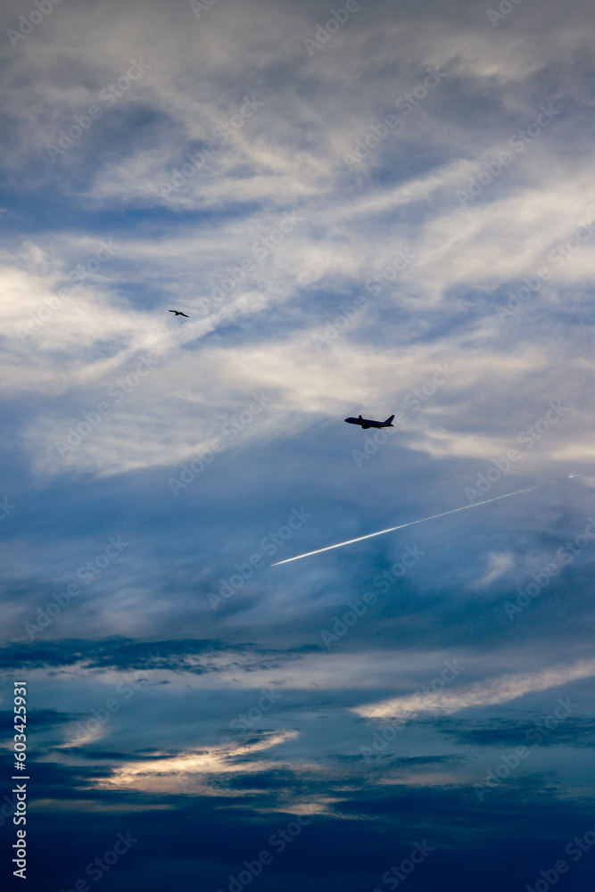 seagull and plane in the sky