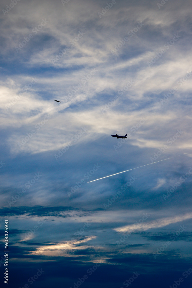 Fototapeta premium seagull and plane in the sky