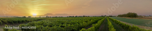Vineyards in Italy, Aerial view of scenic vineyards in Italy at sunset. Beautiful rural landscape, growing wine. Grapevine on a plantation