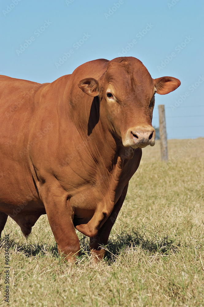 Touro Caracu / Senepol em pasto verde