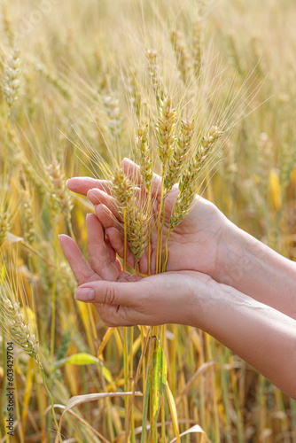 The hand of a woman close-up holding a wheat ear in a wheat field.