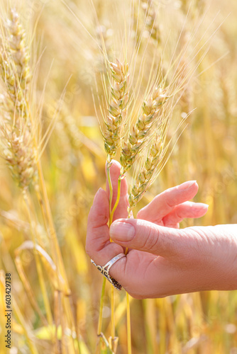 The hand of a woman close-up holding a wheat ear in a wheat field.
