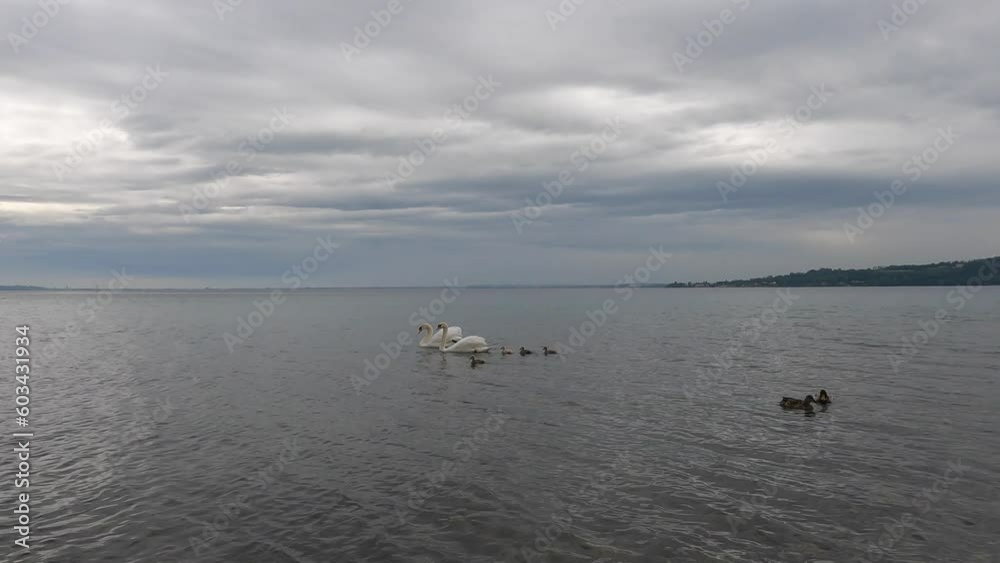 swans with chicks on Lake Garda swans with chicks on Lake Garda