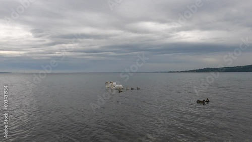 swans with chicks on Lake Garda