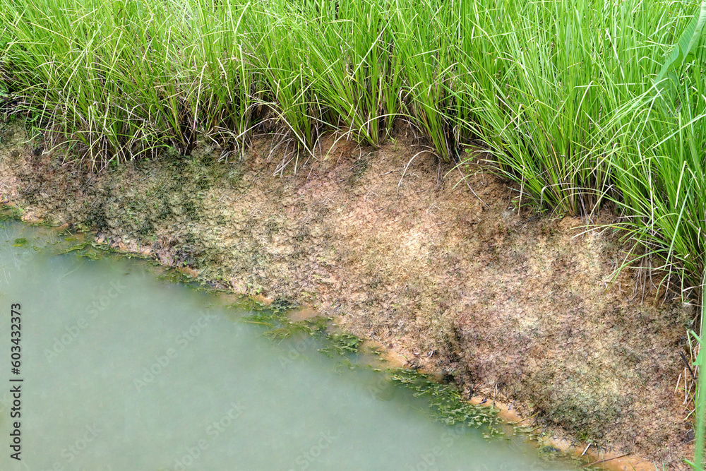 Vetiver grass is planted to prevent soil erosion. Vetiver grass is planted to prevent soil erosion.