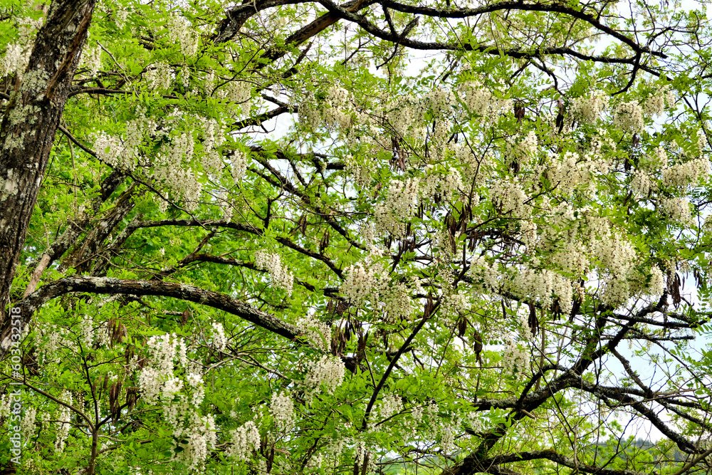 Fototapeta premium Acacia tree canopy full of fresh flower blooms 
