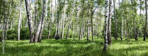Green birch tree grove forest panorama on a bright summer day