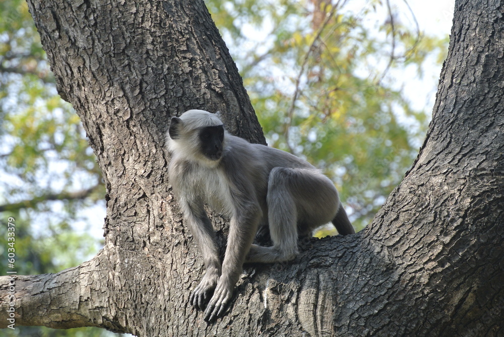 Obraz premium Curious Baby Monkey