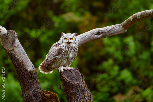African spotted eagle-owl