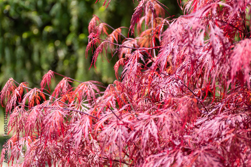 Very beautiful tree with pink leaves