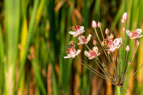 Honey bees collect nectar from flowers