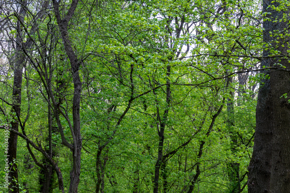Green foliage of trees in the forest Green foliage of trees in the forest