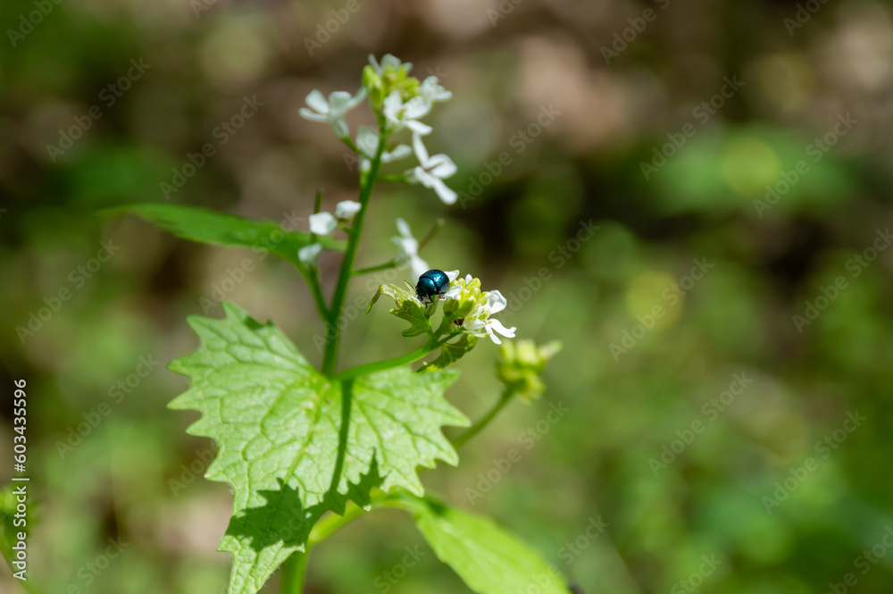 Beautiful dark green beetle crawling on flower