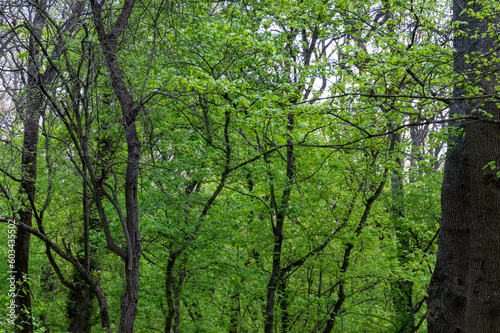 Green foliage of trees in the forest